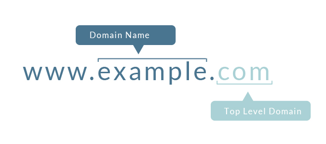 domain anatomy